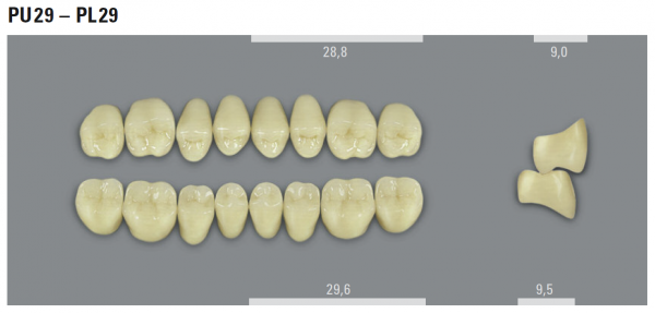 VITA MFT боковые нижние зубы, цвет 1M1 (B1), размер PL29, 8 шт.